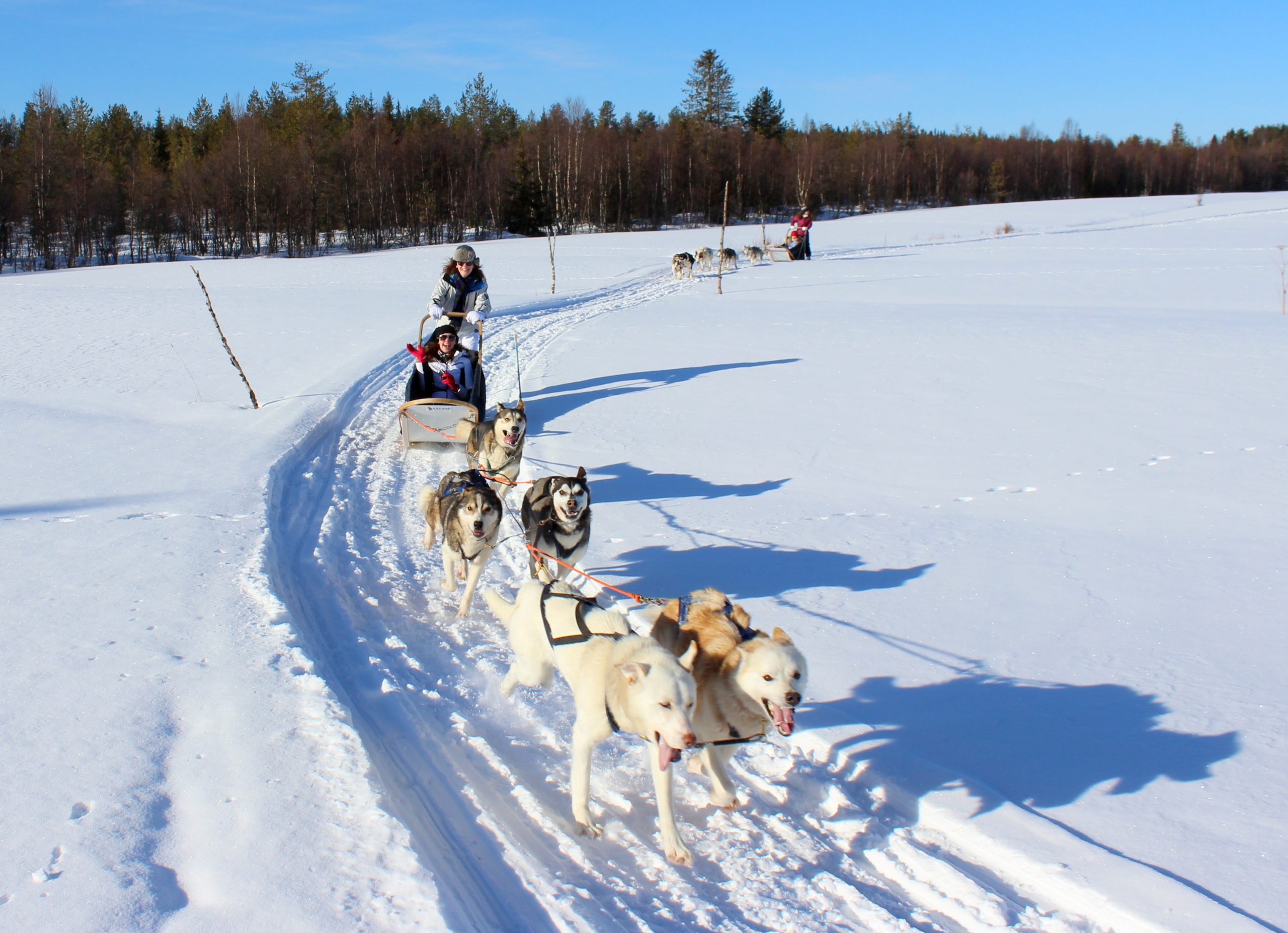 Husky Day Tour - Ruka Safaris, Kuusamo, Finland