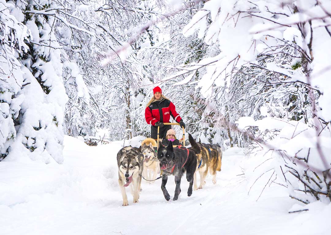 Husky farm visit and 10 km sledding - Ruka Safaris, Kuusamo, Finland