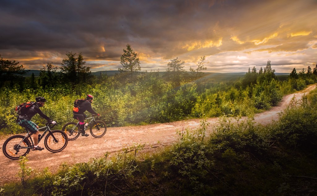 Gravel cyclists riding under northern evening light on a forest road