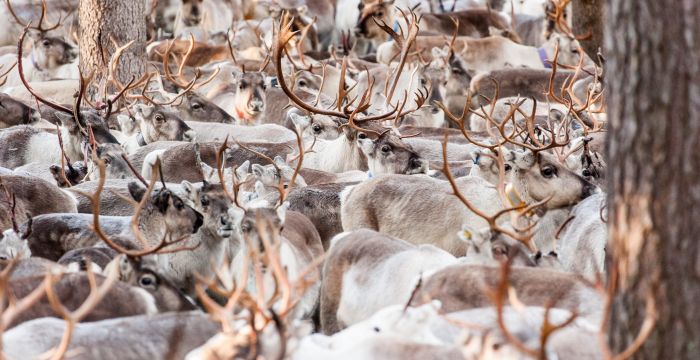 Reindeer activities in Ruka, Lapland