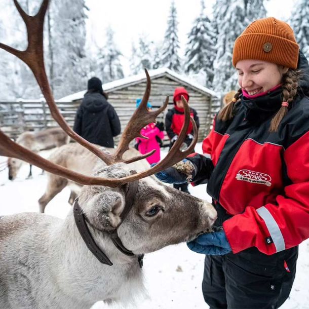 Arktiset eläimet porot ja huskyt
