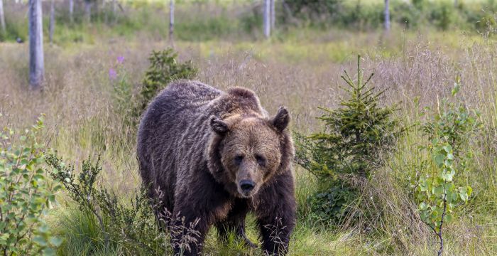 Bear watching in Ruka, Lapland